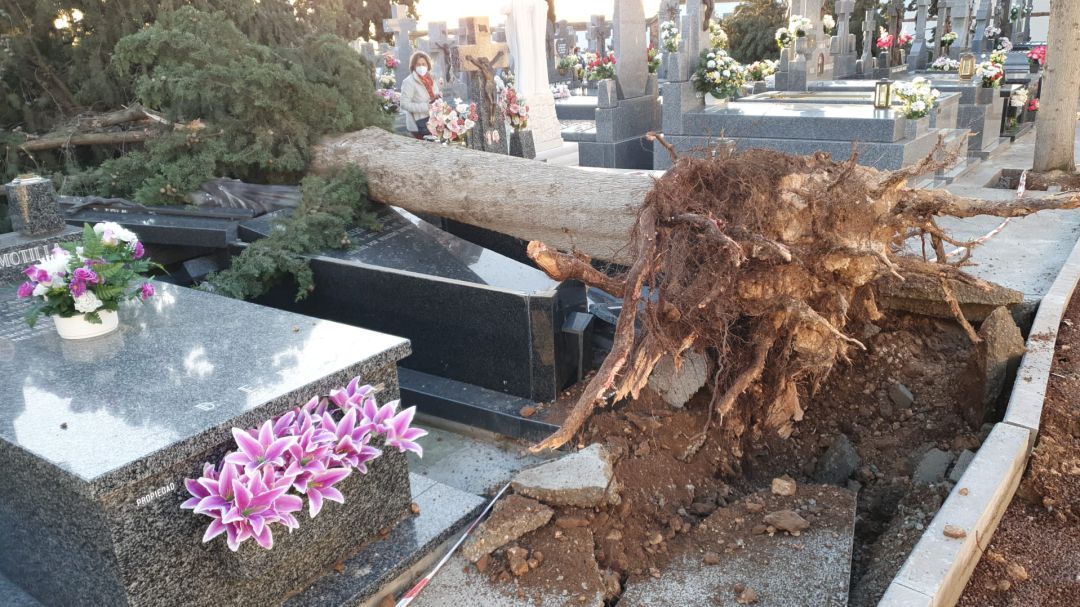 Imagen de la caída de un árbol de grandes dimensiones sobre una lápida en el cementerio de Calzada, por los fuertes vientos Imagen de la caída de un árbol de grandes dimensiones sobre una lápida en el cementerio de Calzada, por los fuertes vientos