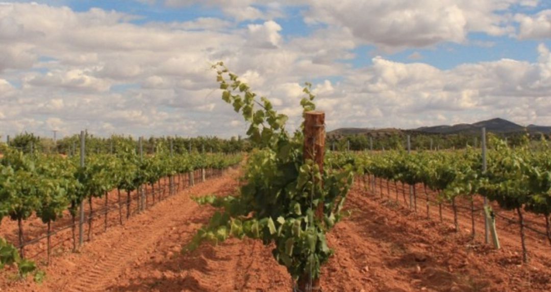 120 hectáreas de viñedo propio 120 hectáreas de viñedo propio