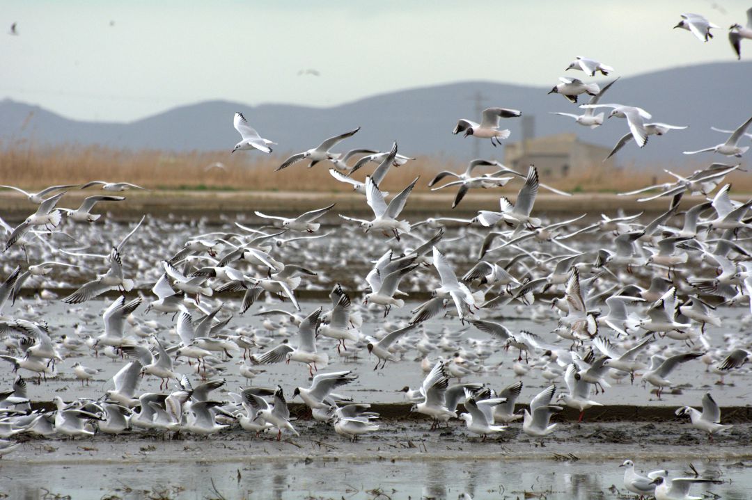 Cientos de pájaros en la Albufera de València Cientos de pájaros en la Albufera de València