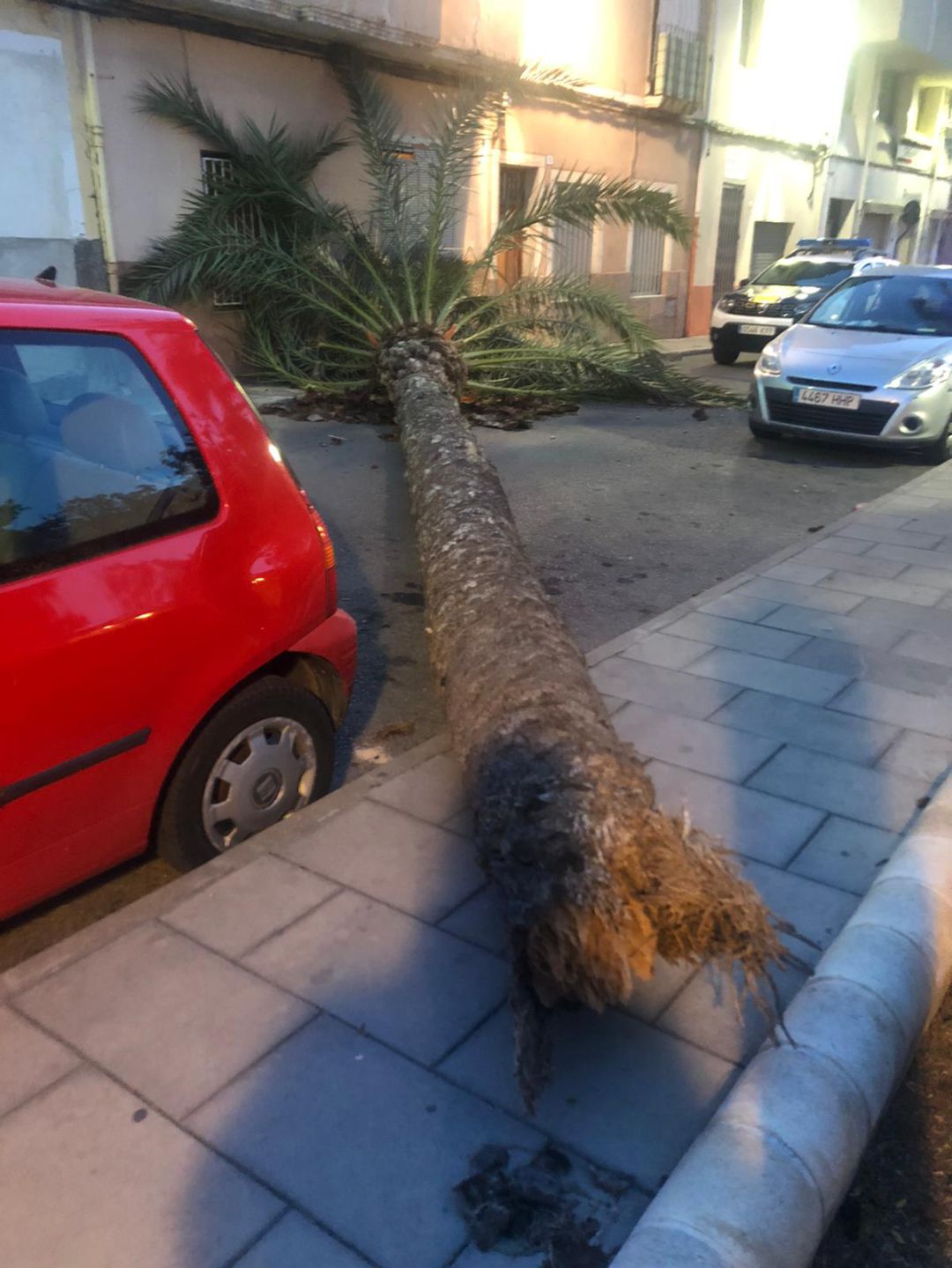 Caída de una palmera en la plaza de la Prosperidad Caída de una palmera en la plaza de la Prosperidad