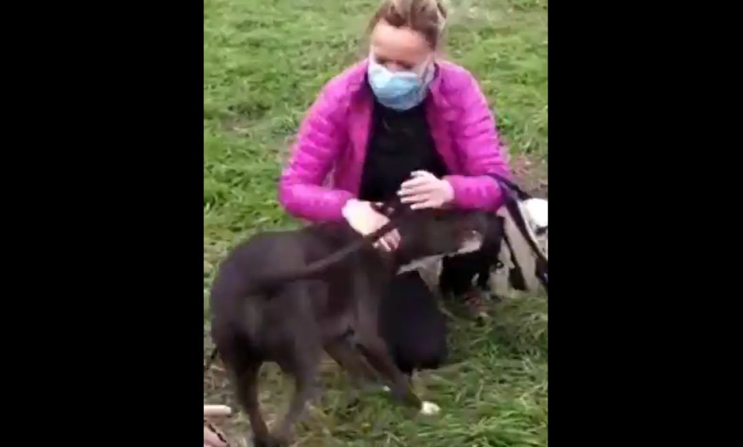 El perro que huyó asustado de la explosión de la calle Toledo ya está con su dueña. El perro que huyó asustado de la explosión de la calle Toledo ya está con su dueña.