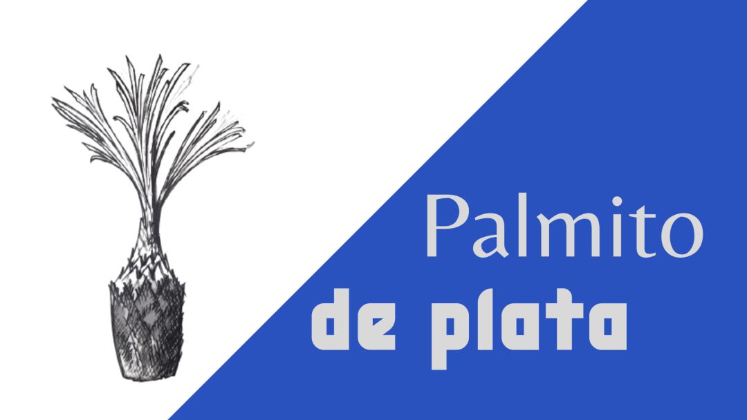 Palmito de Plata Palmito de Plata