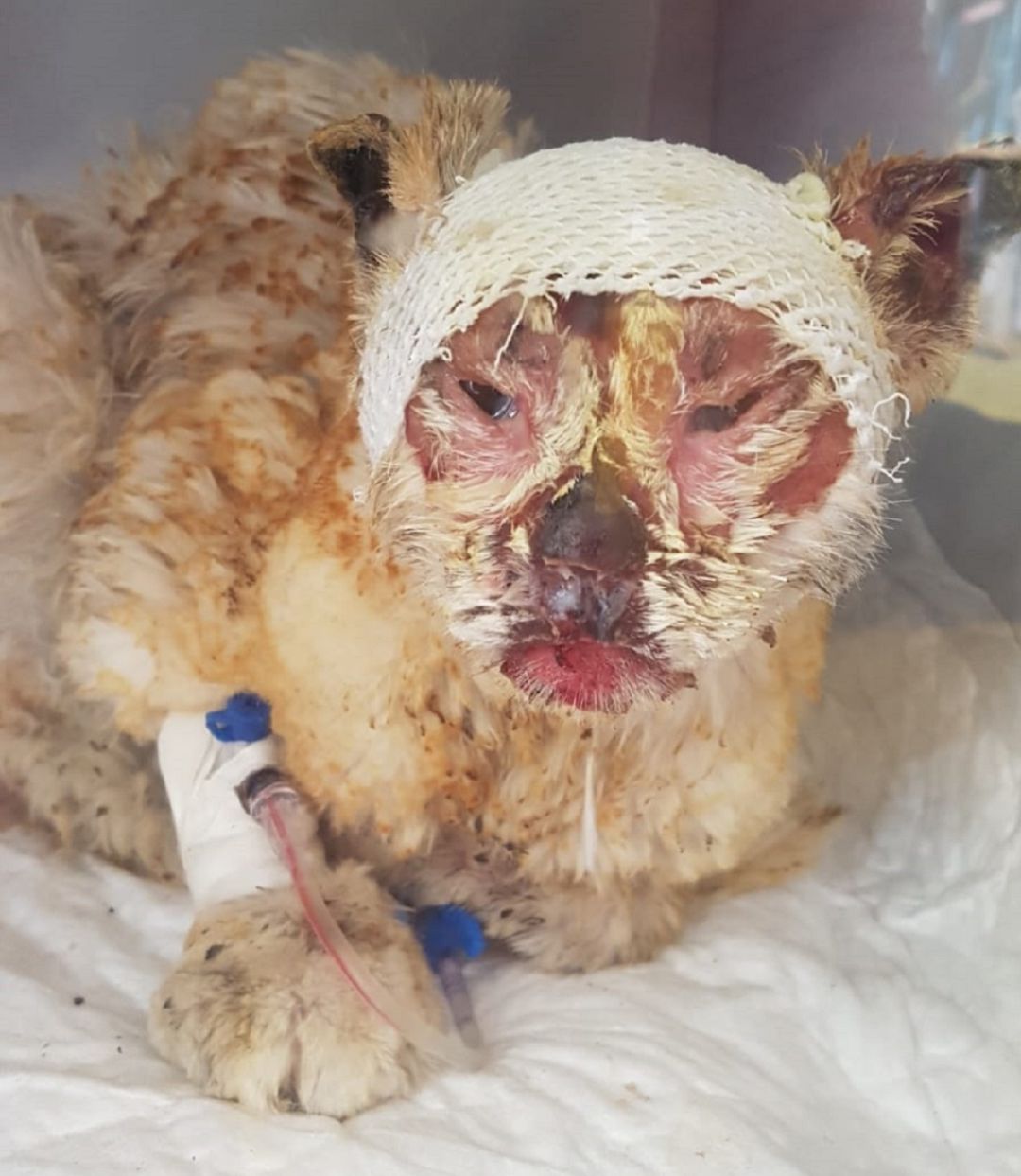 Gatito maltratado con un soplete, recibe atención veterinaria Gatito maltratado con un soplete, recibe atención veterinaria