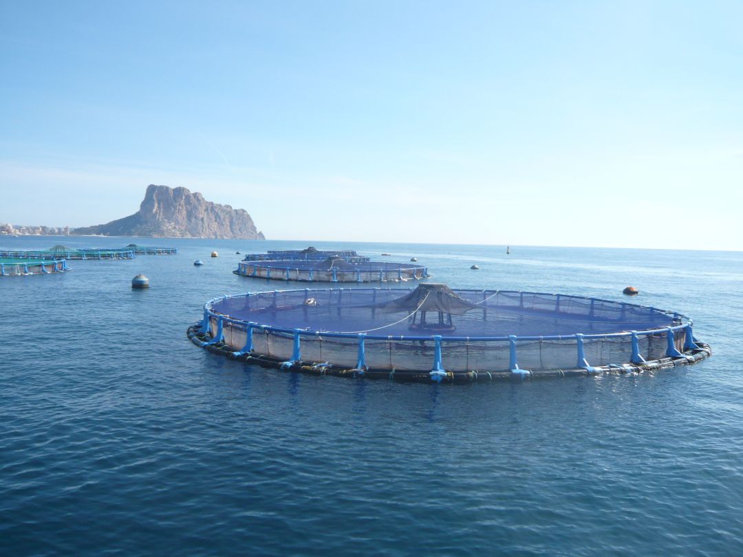 Centro de cultivos marinos AVRAMAR en Calp (Alicante) Centro de cultivos marinos AVRAMAR en Calp (Alicante)