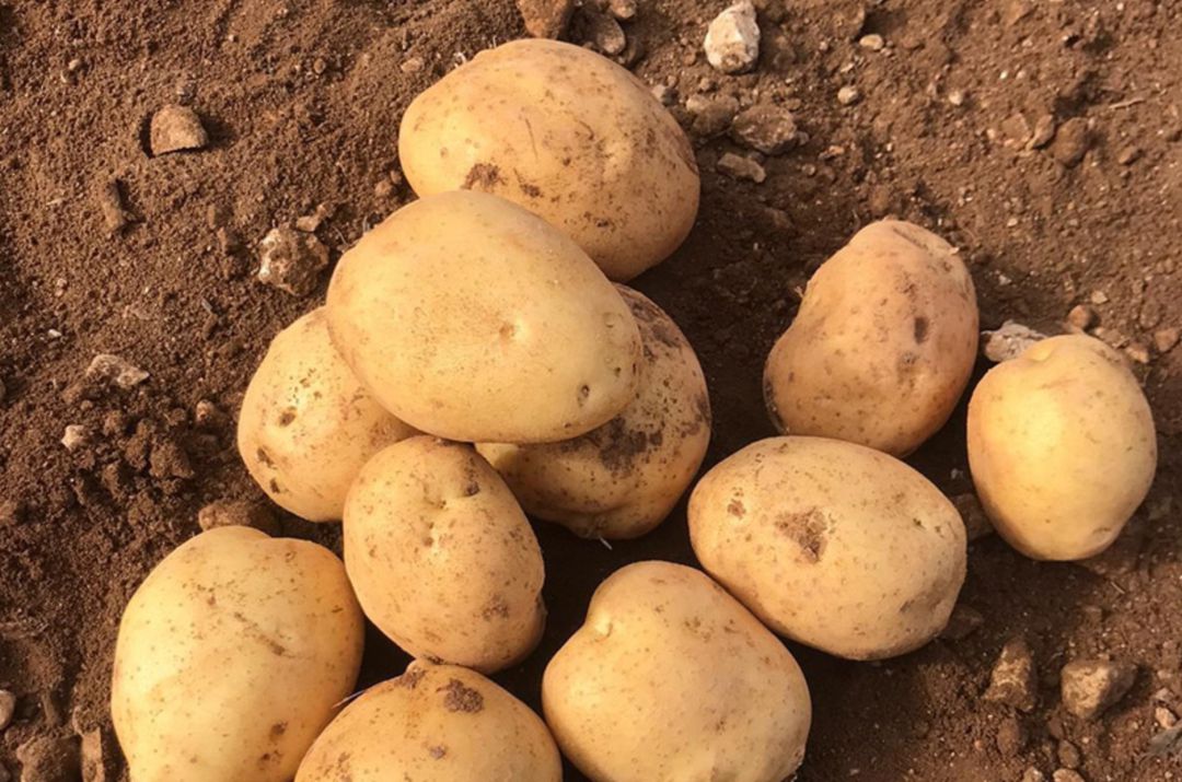 Patatas de variedad sylvana de la empresa de San Clemente (Cuenca) 'El abuelo de Martín). Patatas de variedad sylvana de la empresa de San Clemente (Cuenca) 'El abuelo de Martín).