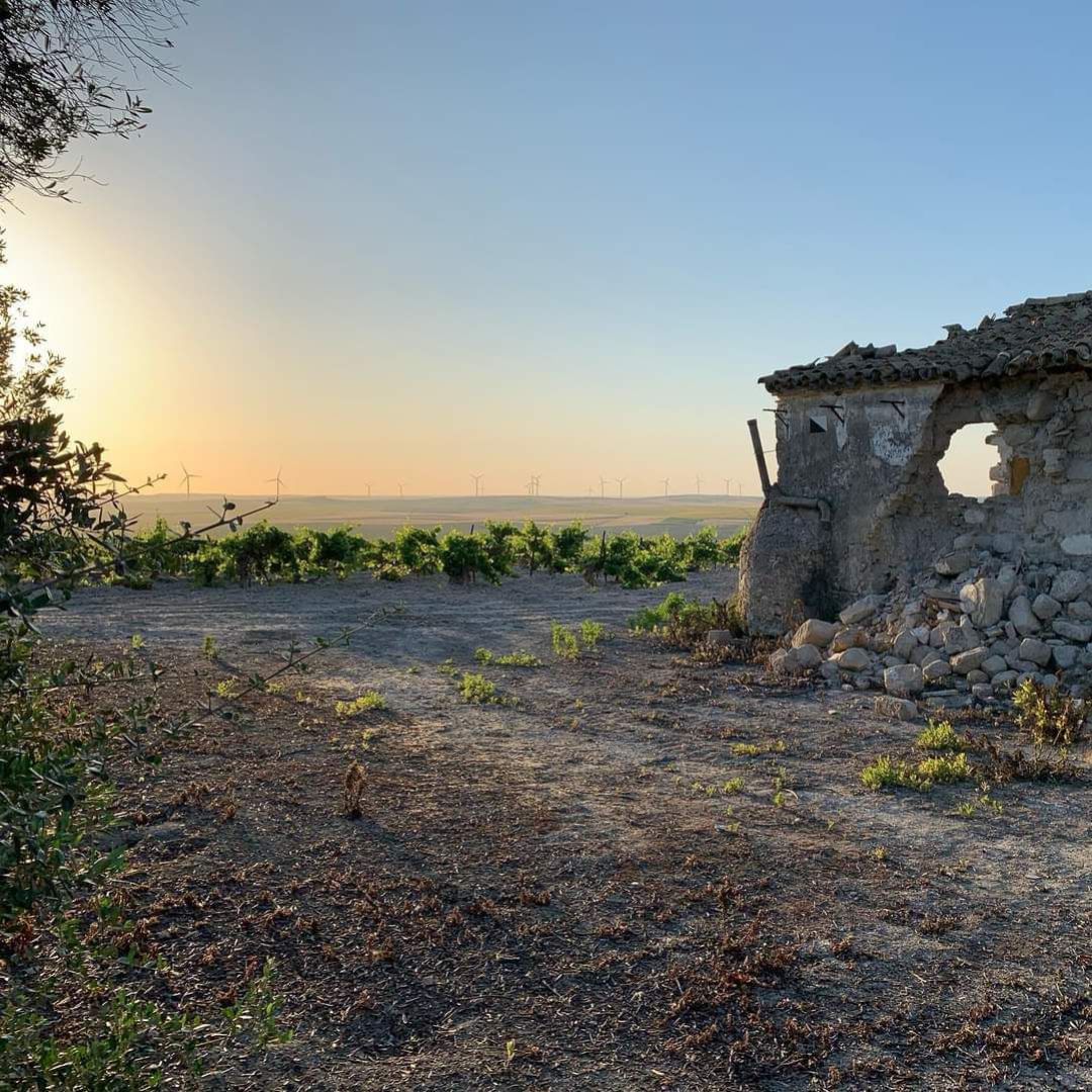 Viñedo en Jerez Viñedo en Jerez