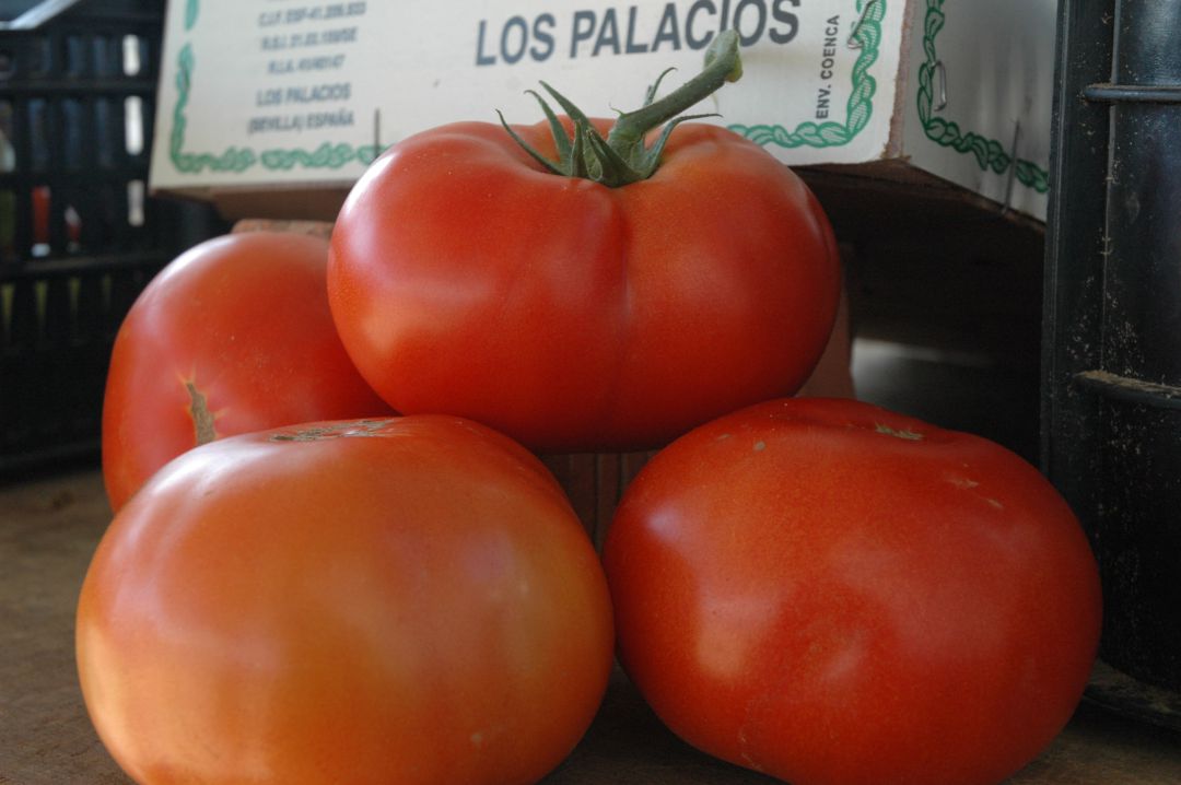 Ejemplares de la cosecha de este año Ejemplares de la cosecha de este año