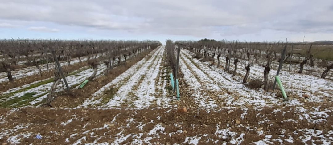 Viñedo nevado Viñedo nevado