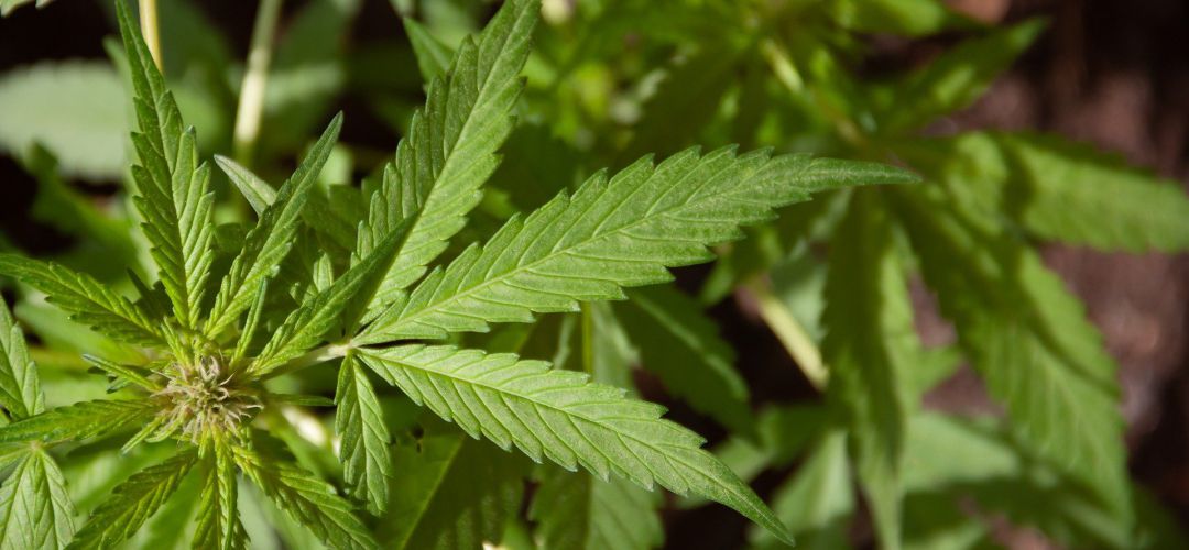 Plantas de marihuana Plantas de marihuana