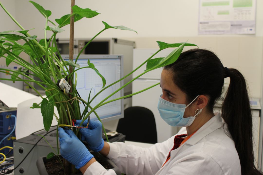 ITE lidera el nacimiento de una nueva fuente de energía a partir de la savia de las plantas ITE lidera el nacimiento de una nueva fuente de energía a partir de la savia de las plantas