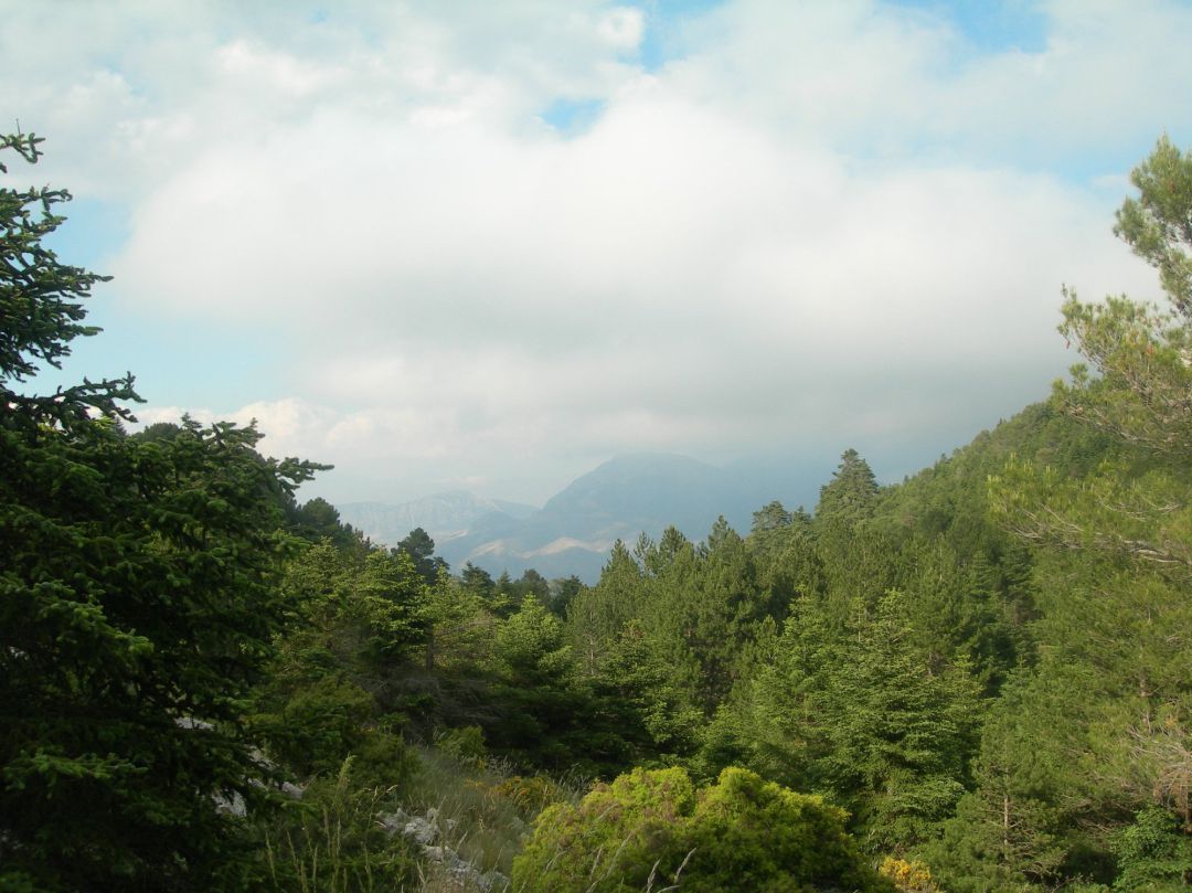 Pinsapar del futuro Parque Nacional Sierra de las Nieves de la provincia de Málaga, con 23.000 hectáreas en siete municipios malagueños Pinsapar del futuro Parque Nacional Sierra de las Nieves de la provincia de Málaga, con 23.000 hectáreas en siete municipios malagueños