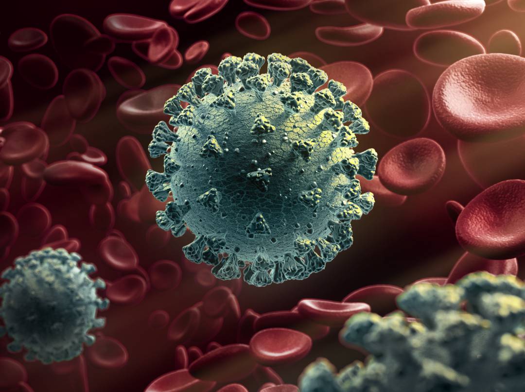 Investigadores descubren lo que podría ser el talón de Aquiles del coronavirus. Investigadores descubren lo que podría ser el talón de Aquiles del coronavirus.