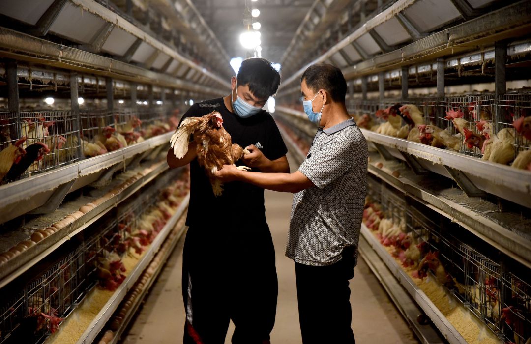 Una granja de gallinas, en la provincia china de Hebei. Una granja de gallinas, en la provincia china de Hebei.