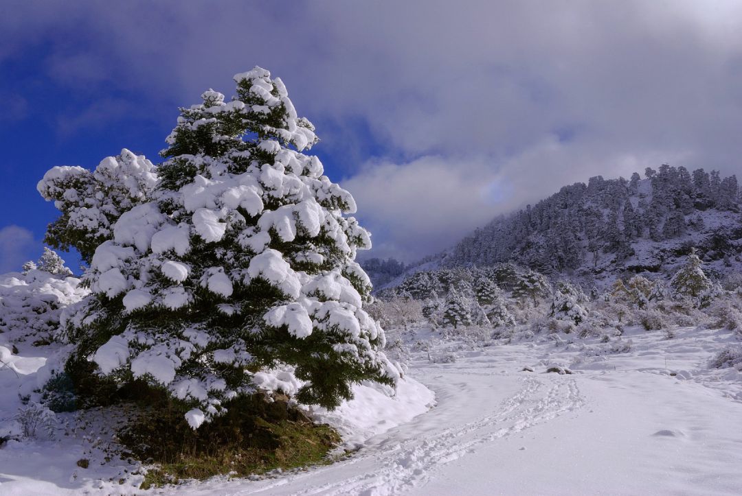 El Gobierno da luz verde al proyecto de ley para declarar el Parque Nacional de las Nieves El Gobierno da luz verde al proyecto de ley para declarar el Parque Nacional de las Nieves