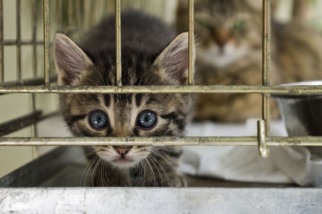 Los gatos son animales dóciles Los gatos son animales dóciles