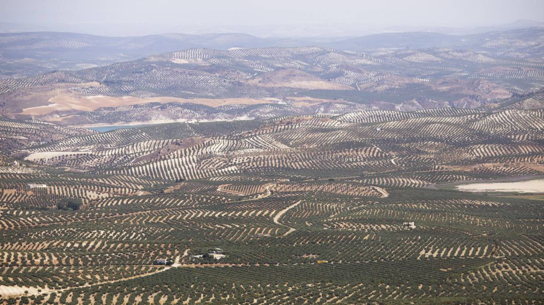 Paisaje de olivar Paisaje de olivar