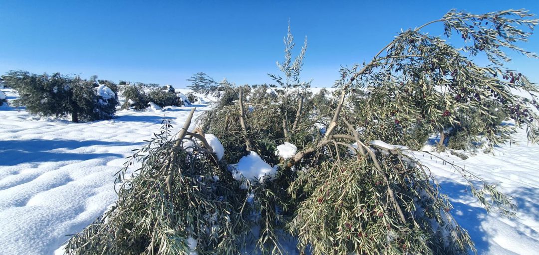 Olivos dañados por el temporal de nieve Olivos dañados por el temporal de nieve