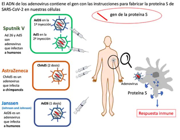 Comparación de tres vacunas contra Covid-19 basadas en adenovirus. Diseño: Mercedes Jiménez incluyendo material previo de Nuria Campillo. Comparación de tres vacunas contra Covid-19 basadas en adenovirus. Diseño: Mercedes Jiménez incluyendo material previo de Nuria Campillo.