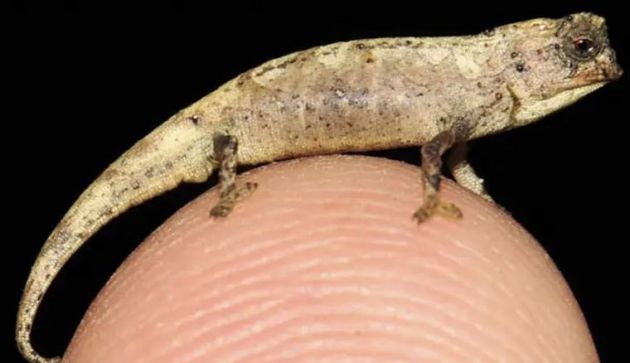 El Brookesia nana mide 13,5 milímetros. El Brookesia nana mide 13,5 milímetros.