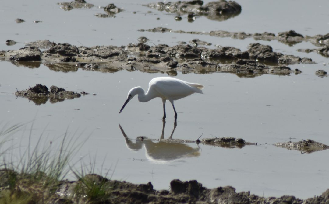 Una ave del Parc Natural de s'Albufera Una ave del Parc Natural de s'Albufera