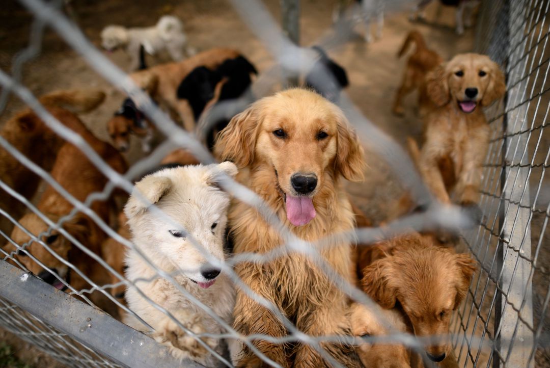 Varios perros se acercan a una verja en un criadero Varios perros se acercan a una verja en un criadero