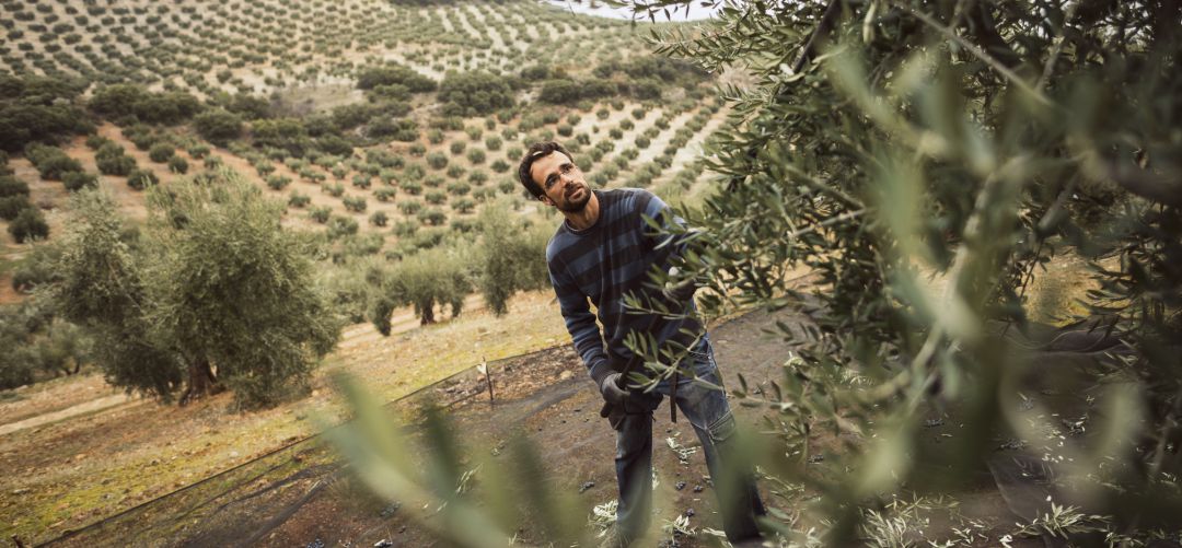 Agricultor durante la campaña de la recolección de la aceituna. Agricultor durante la campaña de la recolección de la aceituna.