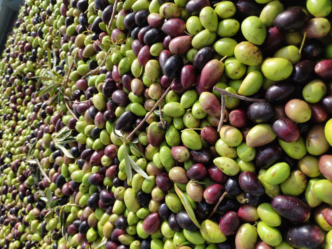 Aceitunas en el molino Aceitunas en el molino