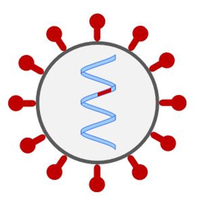 Figura 1. Representación esquemática del coronavirus. En la envuelta del virus y en rojo, se representa la proteína S. El RNA se representa en el centro en azul y resaltado en rojo el gen para la proteína S. Figura 1. Representación esquemática del coronavirus. En la envuelta del virus y en rojo, se representa la proteína S. El RNA se representa en el centro en azul y resaltado en rojo el gen para la proteína S.