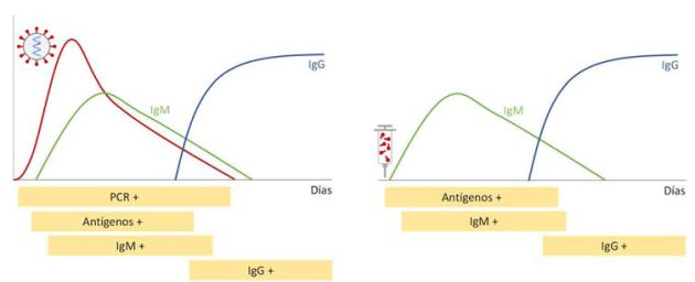 Figura 2. Positividad de los distintos test de COVID-19 ante una infección con SARS-CoV-2 (izquierda) o tras la administración de una vacuna ARNm (derecha). La carga viral de SARS-CoV-2 se representa en rojo y la producción de IgM e IgG por el organismo se representan en verde y azul respectivamente. Figura 2. Positividad de los distintos test de COVID-19 ante una infección con SARS-CoV-2 (izquierda) o tras la administración de una vacuna ARNm (derecha). La carga viral de SARS-CoV-2 se representa en rojo y la producción de IgM e IgG por el organismo se representan en verde y azul respectivamente.