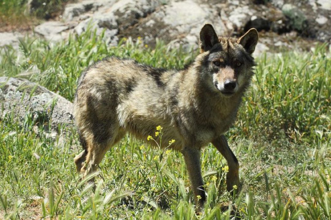 La idea de proteger los lobos preocupa a los ganaderos que siguen sufriendo ataques La idea de proteger los lobos preocupa a los ganaderos que siguen sufriendo ataques