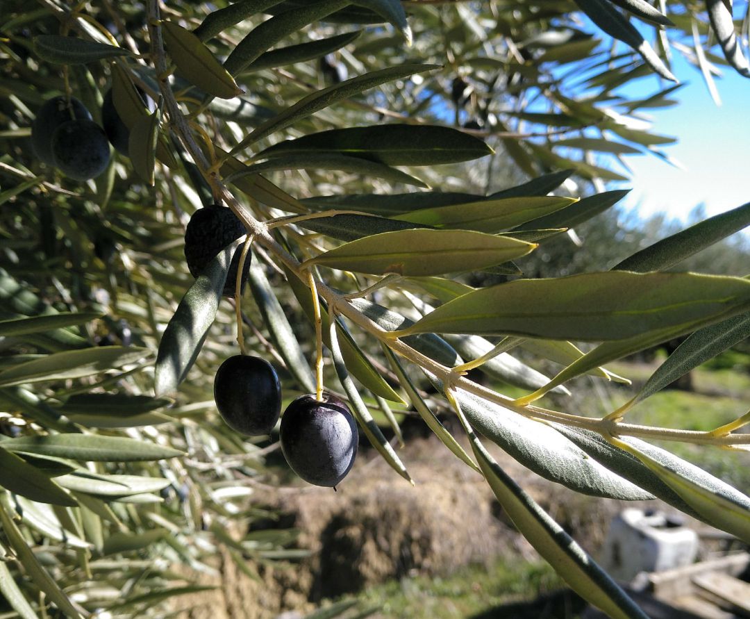 Aceituna. Aceituna.