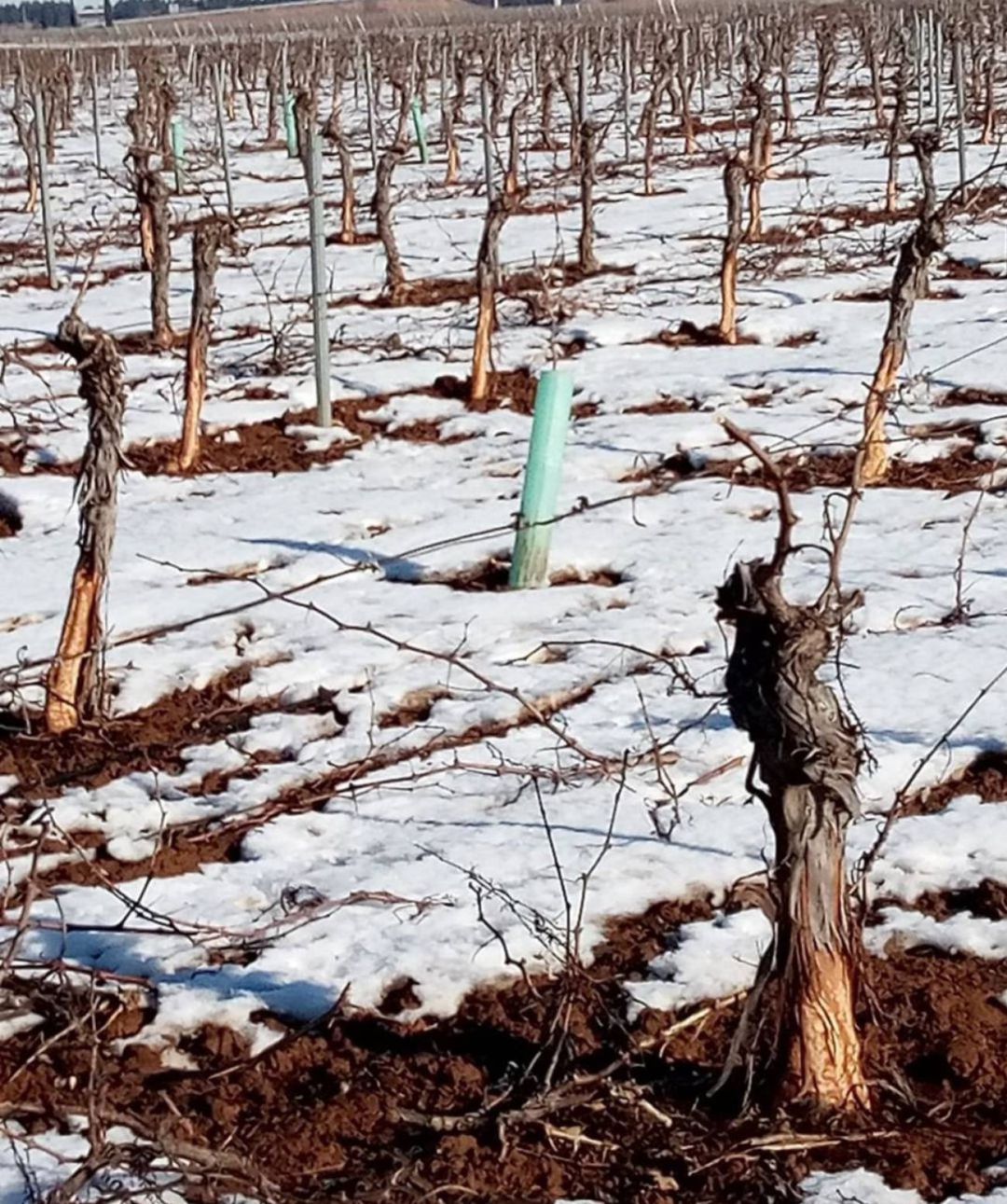 Vides dañadas por conejos Vides dañadas por conejos