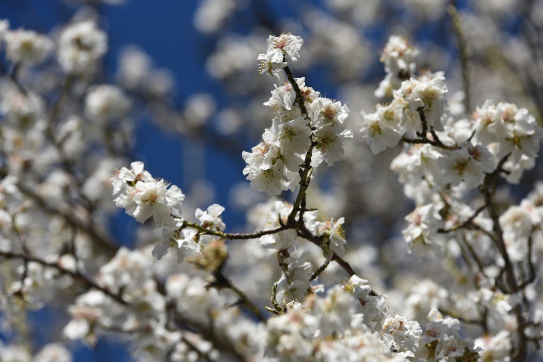 Almendros en flor. Almendros en flor.