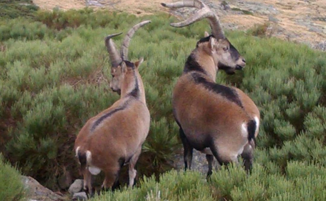 Dos cabras hispánicas en Sierra de Gredos Dos cabras hispánicas en Sierra de Gredos