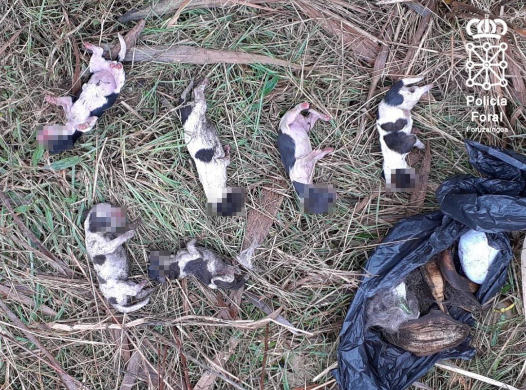 Cachorros de perro encontrados por la Policía Foral arrojados en una acequia Cachorros de perro encontrados por la Policía Foral arrojados en una acequia