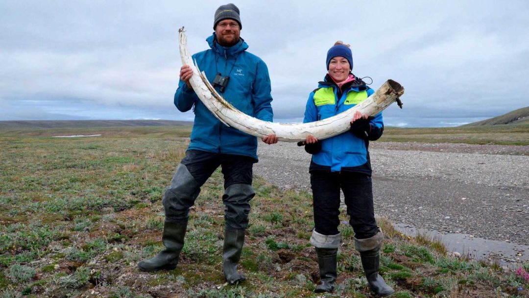 El colmillo de mamut del que se ha extraído el ADN El colmillo de mamut del que se ha extraído el ADN