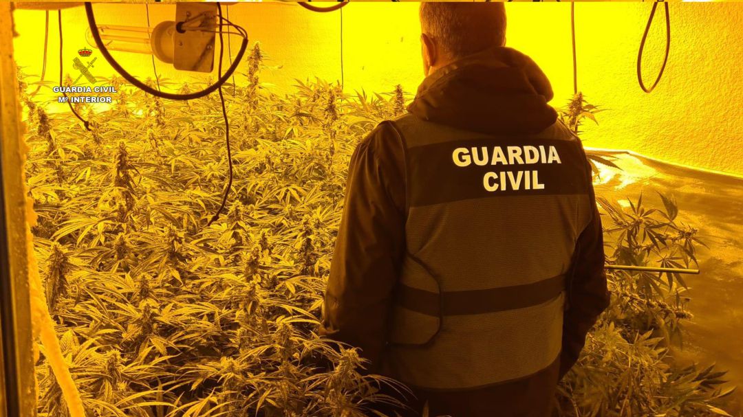 Incautación de 171 plantas de marihuana indoor Incautación de 171 plantas de marihuana indoor