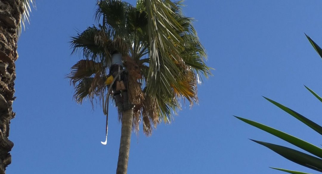 Una de las mociones presentadas por el PP es sobre la palmera en Elche Una de las mociones presentadas por el PP es sobre la palmera en Elche