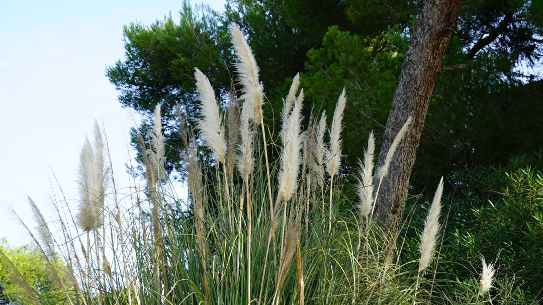 En sis mesos s'han detectat 545 plantes i animals de fora que posen en perill l'entorn endèmic de les Illes. En sis mesos s'han detectat 545 plantes i animals de fora que posen en perill l'entorn endèmic de les Illes.