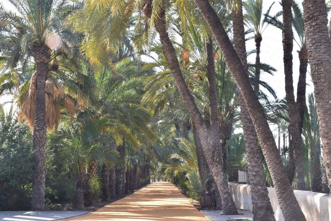 Ruta del Palmeral de Elche Ruta del Palmeral de Elche