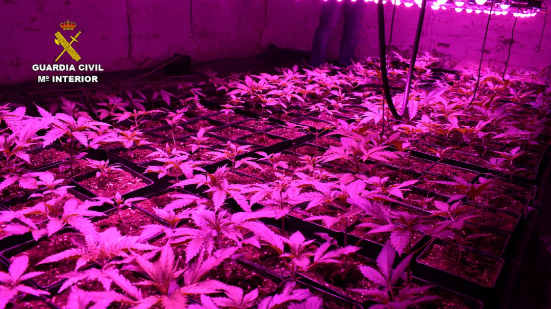La operación ha supuesto la incautación de 1.500 plantas de marihuana La operación ha supuesto la incautación de 1.500 plantas de marihuana