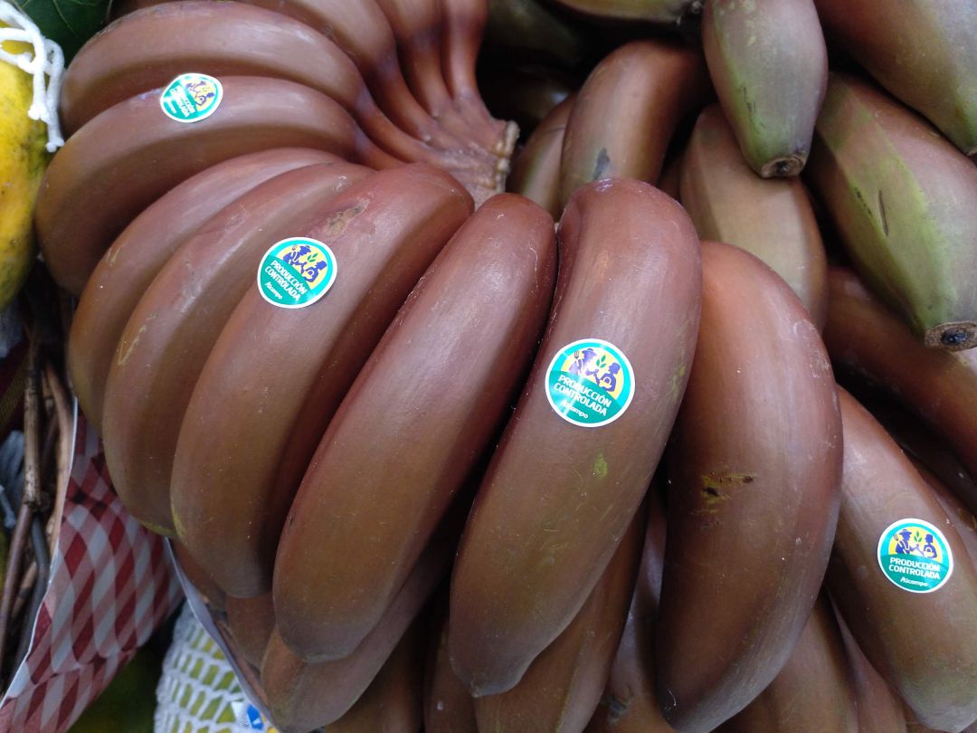 Los supermercados Alcampo han empezado a incorporar plátano rojo a sus lineales. Los supermercados Alcampo han empezado a incorporar plátano rojo a sus lineales.