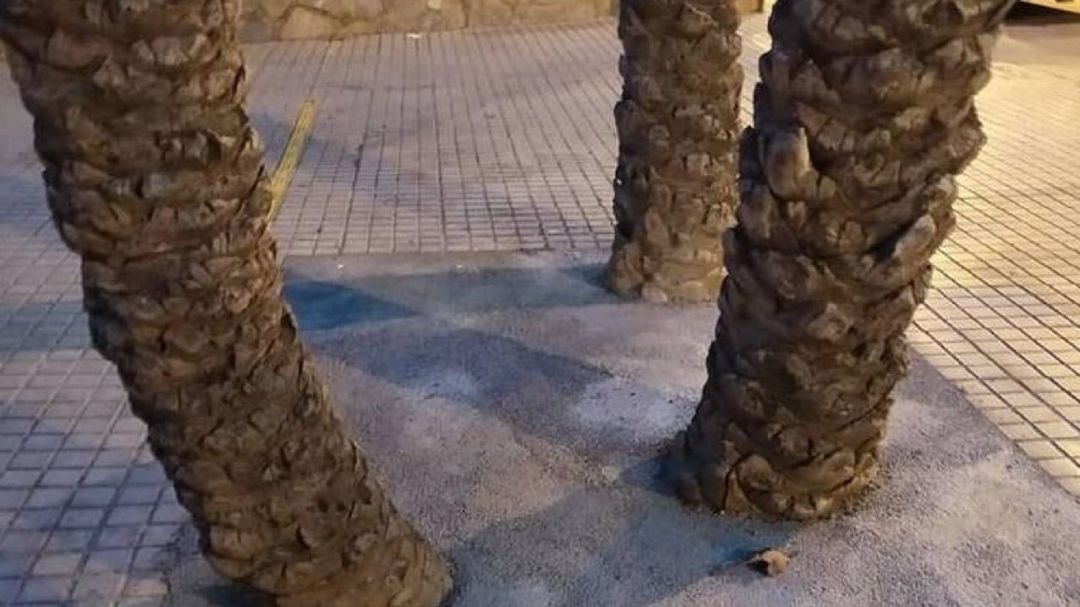 Alcorque del CEIP El Palmeral Alcorque del CEIP El Palmeral