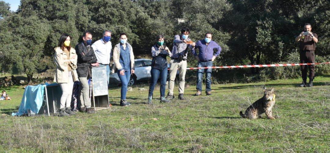 Momento de la suelta de los linces. Momento de la suelta de los linces.