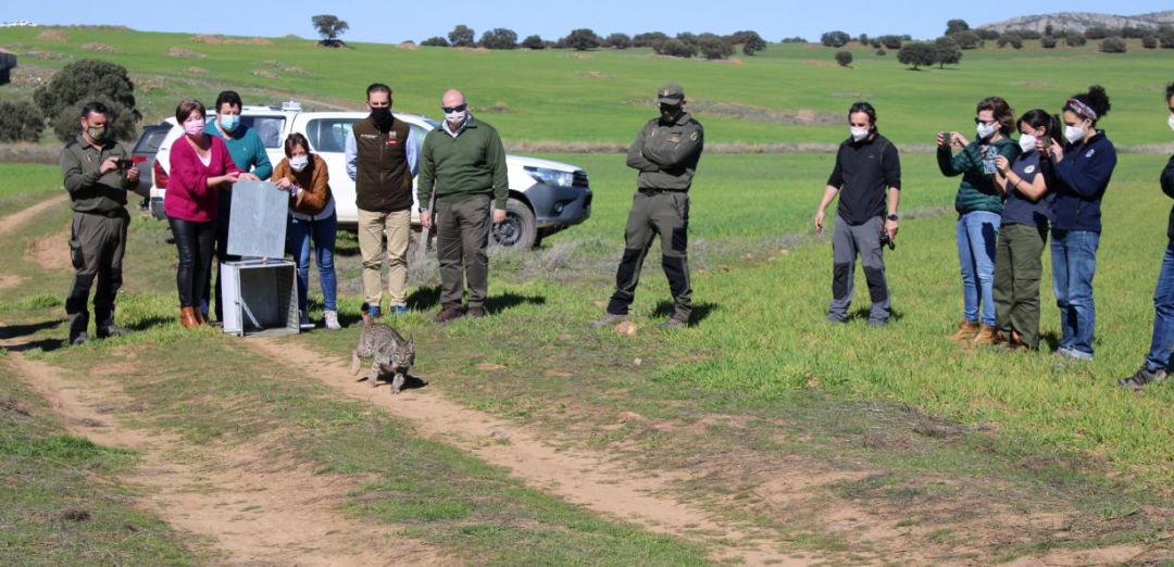 Suelta de un lince ibérico, Robledal, en Torre de Juan Abad este viernes Suelta de un lince ibérico, Robledal, en Torre de Juan Abad este viernes