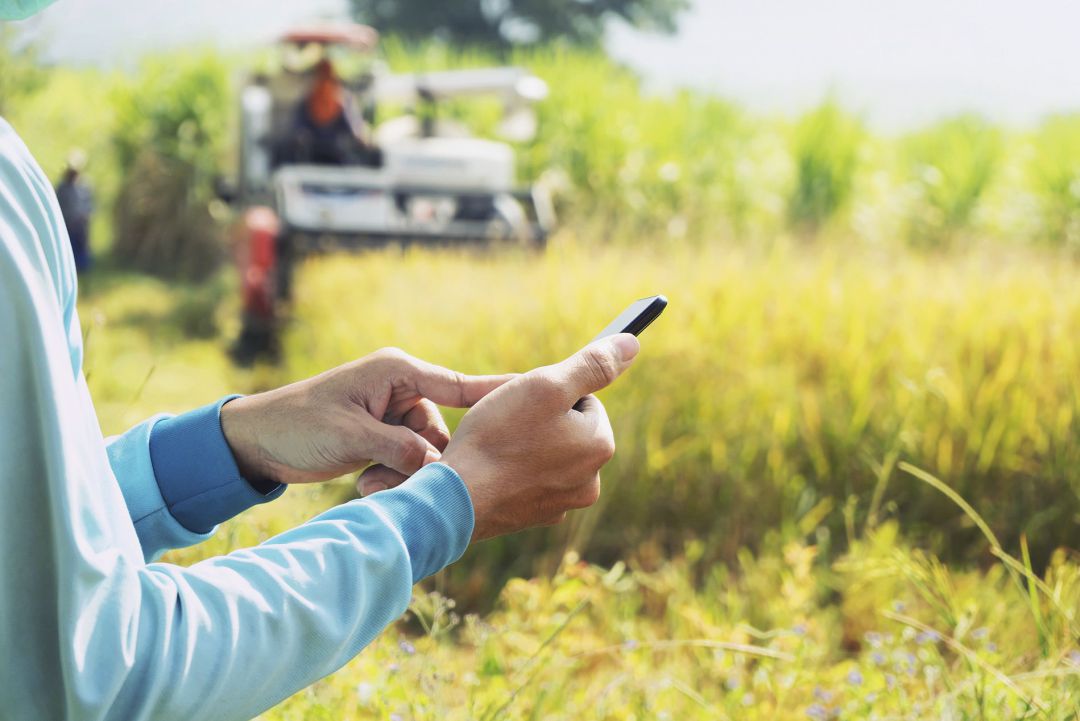 Un usuario utilizando su smartphone en el campo Un usuario utilizando su smartphone en el campo