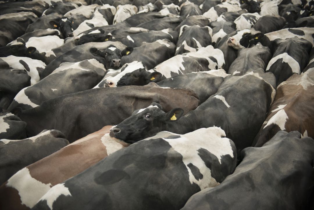 Imagen de archivo de vacas. En este barco hay actualmente 900 Imagen de archivo de vacas. En este barco hay actualmente 900