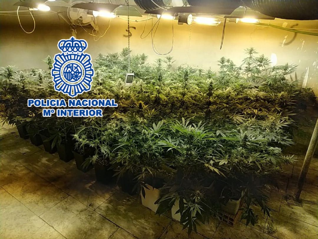 Varias de las plantas de marihuana intervenidas en Elda Varias de las plantas de marihuana intervenidas en Elda