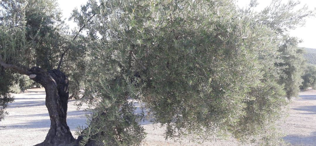 El vehículo que conducía el hombre, colisionó con un olivar. El vehículo que conducía el hombre, colisionó con un olivar.
