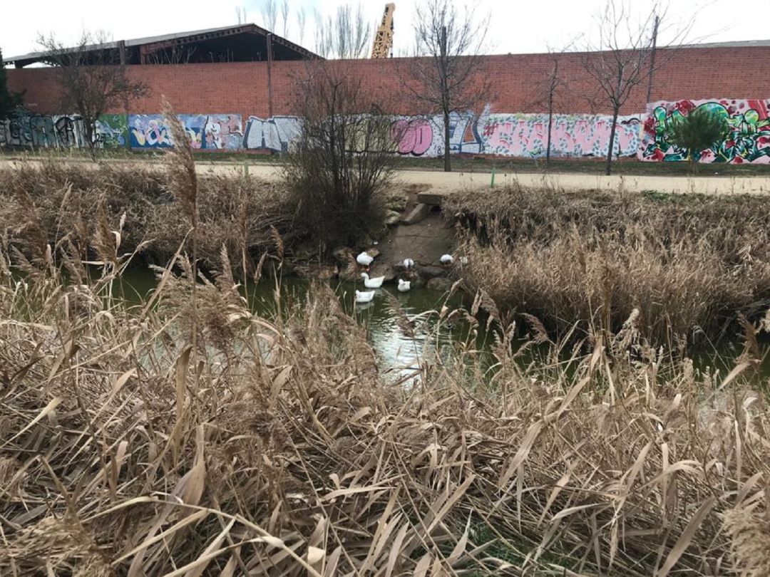 Un varón ha tenido que ser rescatado del río Zapardiel por la Policía Local Un varón ha tenido que ser rescatado del río Zapardiel por la Policía Local